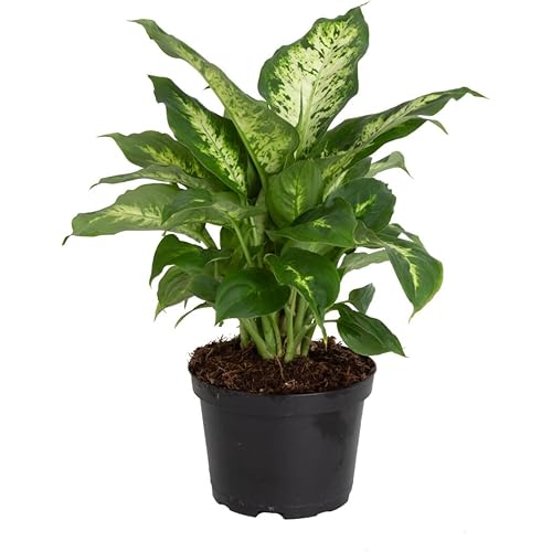 Costa Farms Dieffenbachia Live Indoor Plant, Easy to Grow Houseplant, Potted in Indoors Garden Nursery Plant Pot, Potting Soil Mix, Grower's Choice, Home and Office Plants Decor, 1 Foot Tall