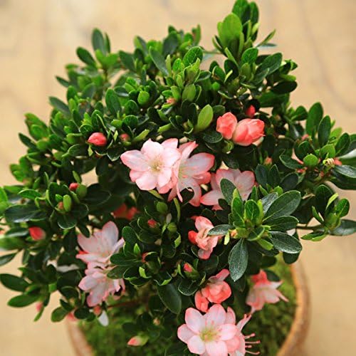 小品盆栽：久留米つつじ(信楽焼鉢)*ツツジ躑躅bonsai 多幹盆栽 白い