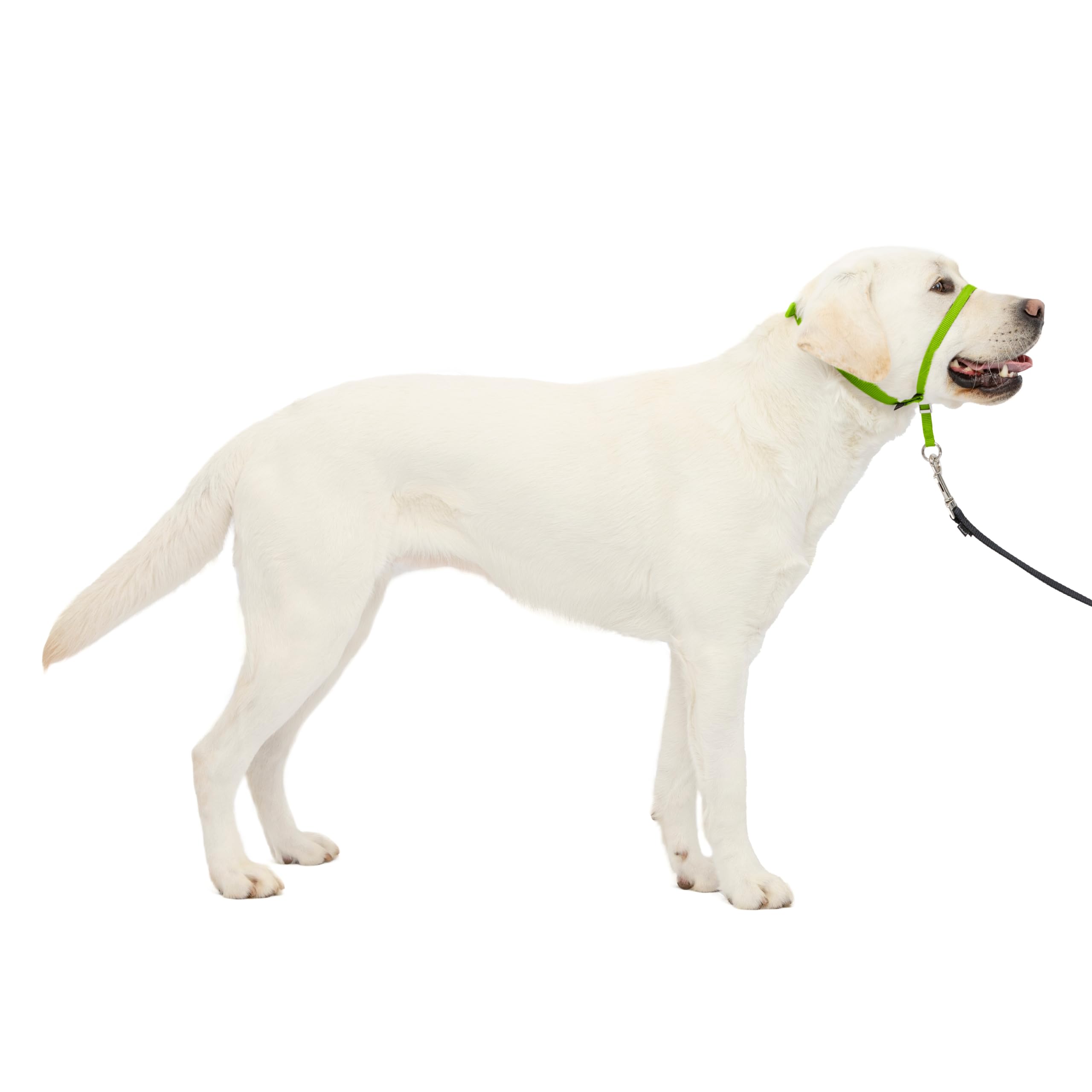 PetSafe Gentle Leader Headcollar No-Pull Dog Collar - Helps Improve Walks - Durable Nylon Construction - Padded Nose Loop - Adjustable Fit - Comfort Walking Halter - Large, Apple Green