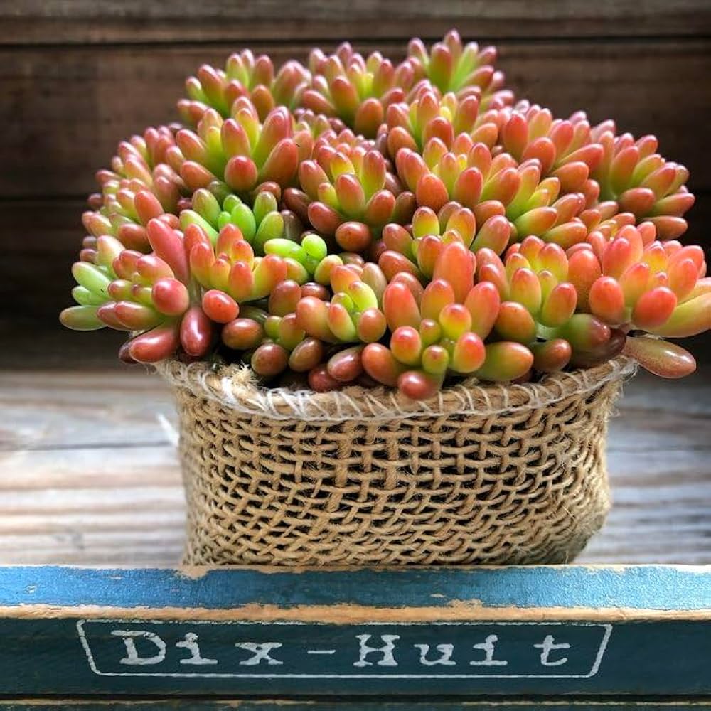 Amazon.co.jp: 虹の玉 多肉植物 セダム インテリア ガーデニング