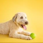 JW Pet Company iSqueak Jouet de chien en caoutchouc boule, Grand, Couleurs Varie