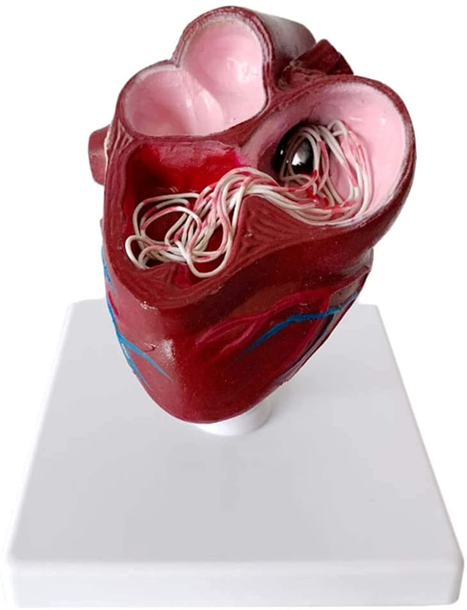Model serca psa - Anatomiczny model narządów zwierzęcych psa - do nauczania medycyny weterynaryjnej, modele medyczne i materiały edukacyjne do nauki medycyny