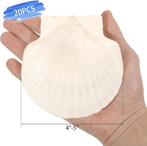 Miniatura 2 de 20 conchas de vieira grandes de 4 a 5 pulgadas para manualidades, conchas marinas grandes naturales para manualidades, conchas blancas de gran mar