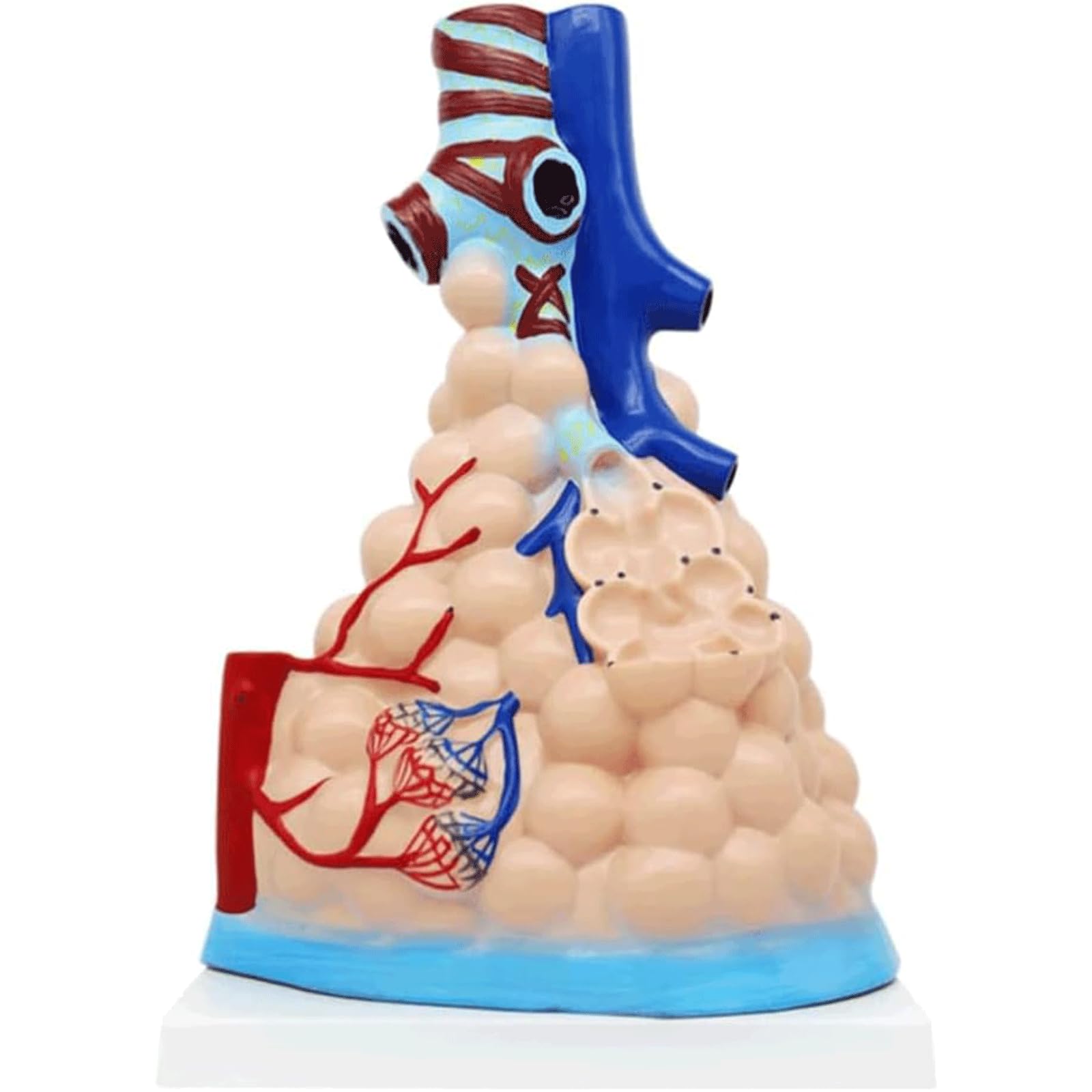 Materiał PVC Model ciała człowieka Powiększony model anatomiczny pęcherzykowy Model narządów ludzkich Model medyczny do nauki w klasie