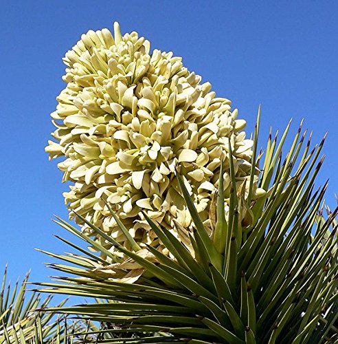 5 Joshua Tree Palm Tree Yucca Brevifolia White Flowers Cactus Succulent Seeds #TOP1