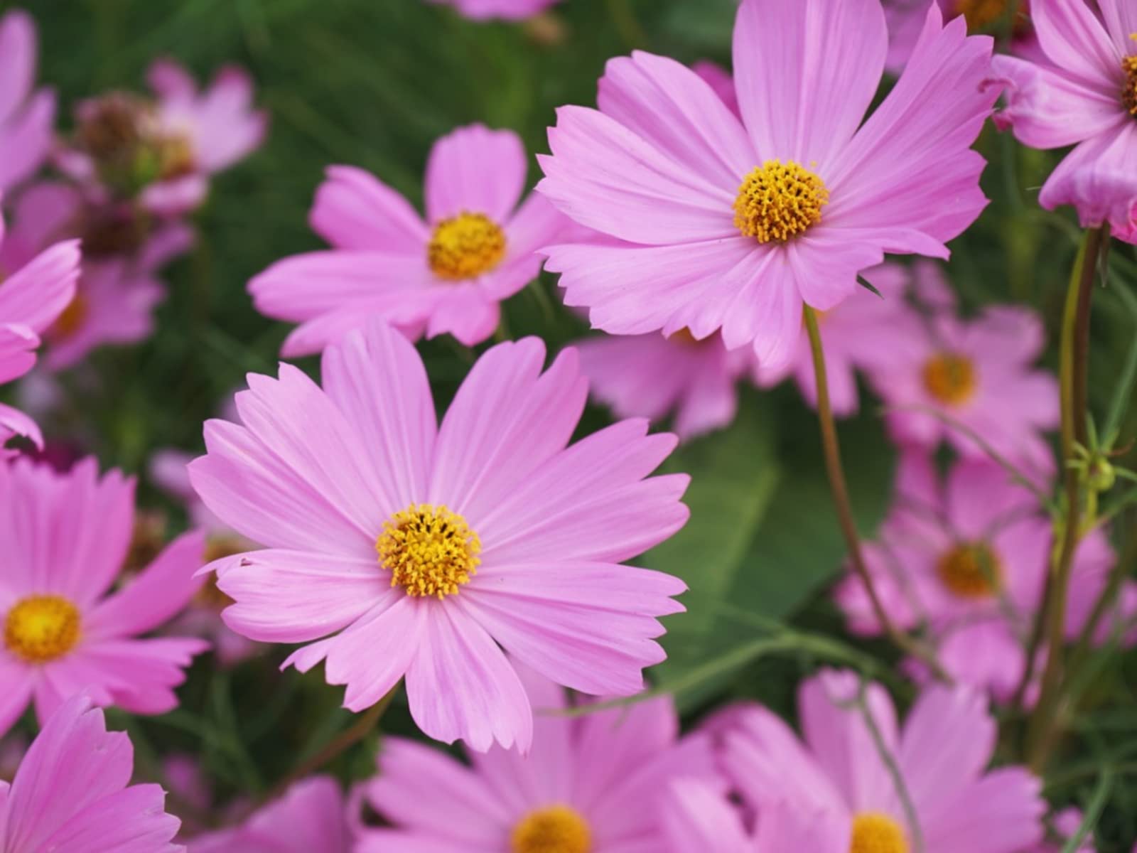 LIVOX Cosmos Pink Flower Seeds for Home Gardening Rainy Season Flower Seeds, 25 Seeds Per Packet (B09Z86H4C8) Amazon Price History, Amazon Price Tracker