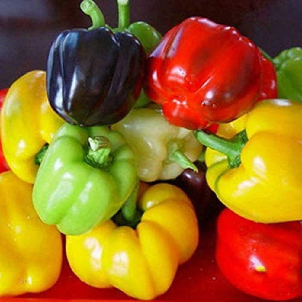VibeX Organic Capsicum/Sweet Bell Pepper Mix Seeds-300 Seeds (B0B9Y2HHVJ) Amazon Price History, Amazon Price Tracker