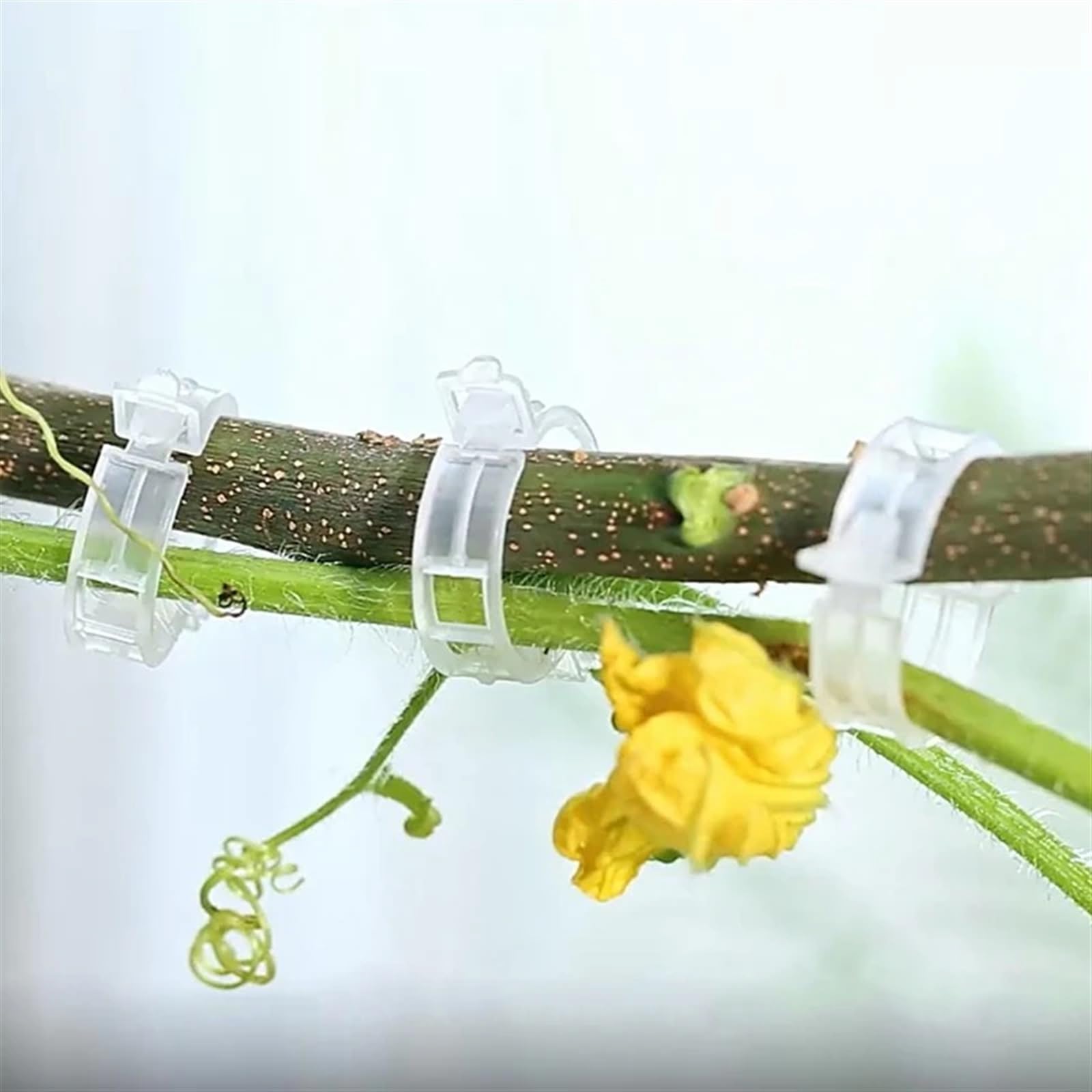 Mollette di sostegno per piante da giardino, Clip for piante in plastica Palo for traliccio Vite Ion Garden 50/100/150 Pz(150pcs)