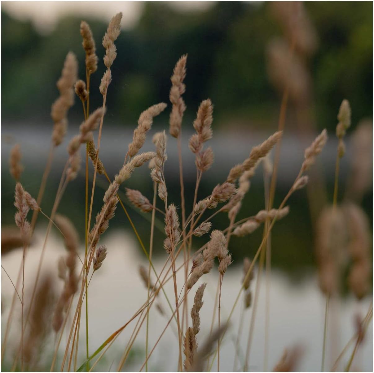 Everwilde Farms - 1 Lb Brown Fox Sedge Native Grass Seeds - Gold Vault