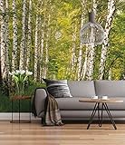 Sunny Decor | Fototapete BIRKENWALD | 368 x 254 cm | Tapete, Wand Dekoration, Wald, Baum, Birke, Natur, Landschaft, Wohnzimmer, Schlafzimmer -SD301
