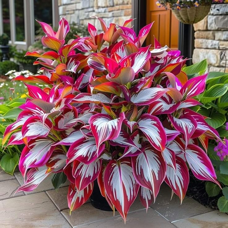 Mix Hosta Plant Now, Surprise Growth, Garden Decoration, No Watering Required, Easy to Maintain, Suitable for Autumn-8 Bulbs-G