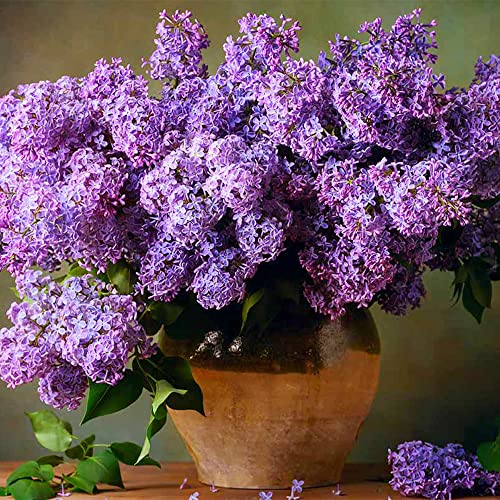 Qauzuy Garden 25 Seeds Dark Purple Lilac Tree Fragrant Hardy Perennial Flower Shrub Garden Striking Privacy Screens Easy To Grow Low-Maintenance Attract Pollinators #TOP6
