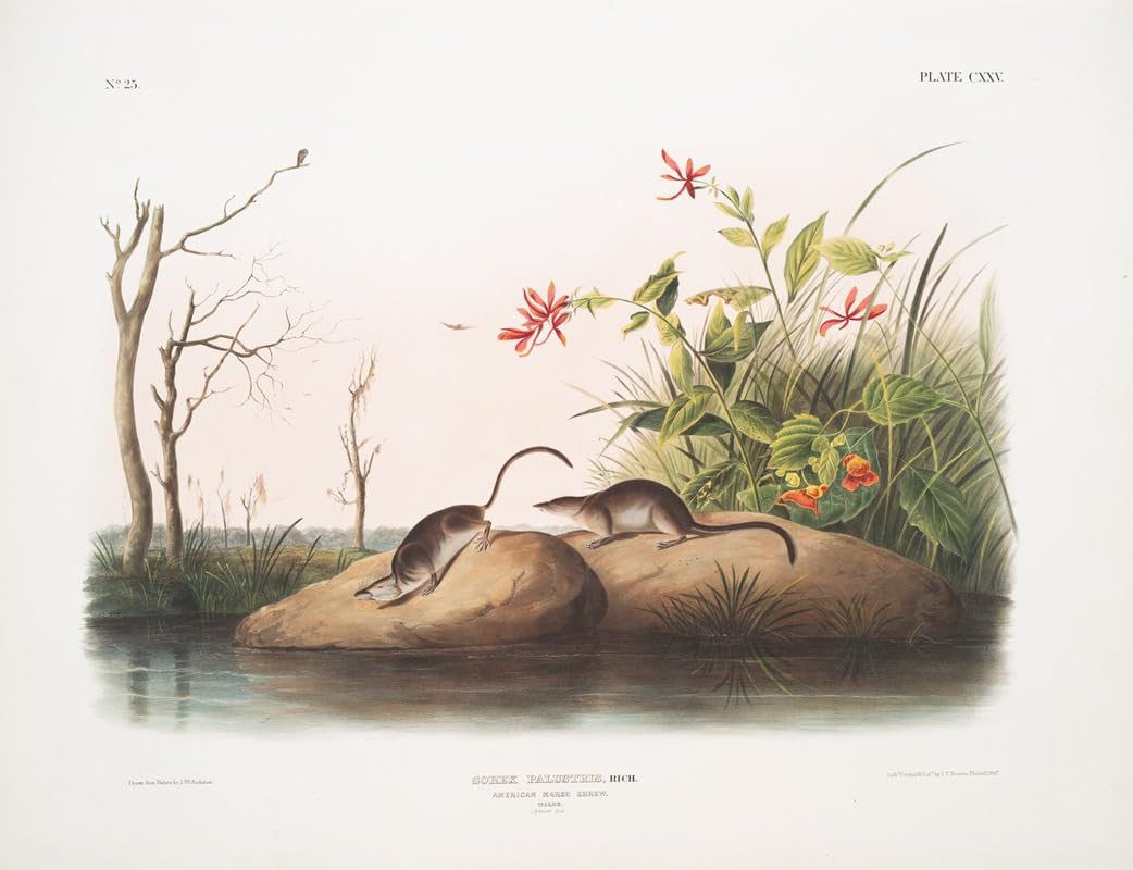 Sorex palustris American Marsh Shrew. Males. Natural size. (1845-1848) Poster Print by John Woodhouse Audubon (24 x 36)