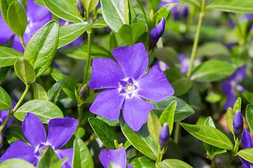 Miniatura 7 de 4 plantas de vinca, plantas de bígaro, planta menor de vinca viva en maceta de 4 inc, planta de vid de vinca, plántulas altas de 4 a 6 inc, plantas