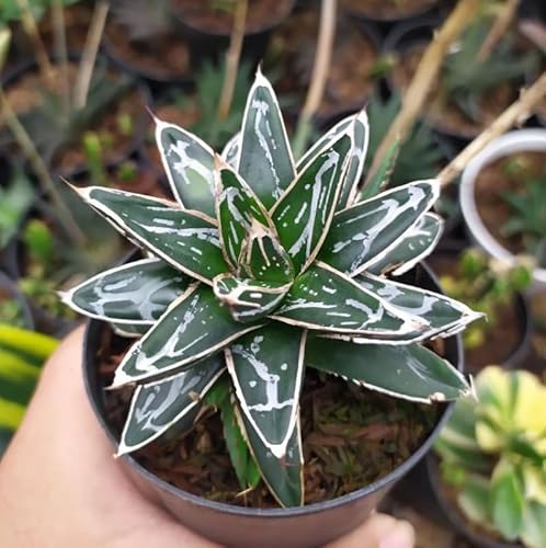 Agave Regina Vittoria Agave Victoriae-reginae pianta grassa succulenta in vaso ø10 cm Vivaio di Castelletto