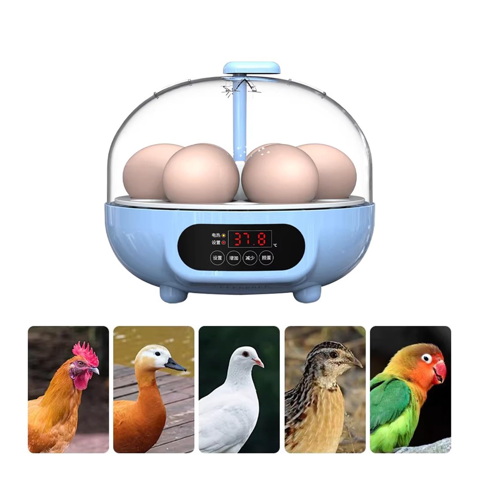 Mini Incubadora de Huevos con Volteo y Humedad Automáticos, Ovoscopio y Rellenado Automático de Agua; para Huevos de Gallina, Pato, Codorniz y Loro(6 Eggs)