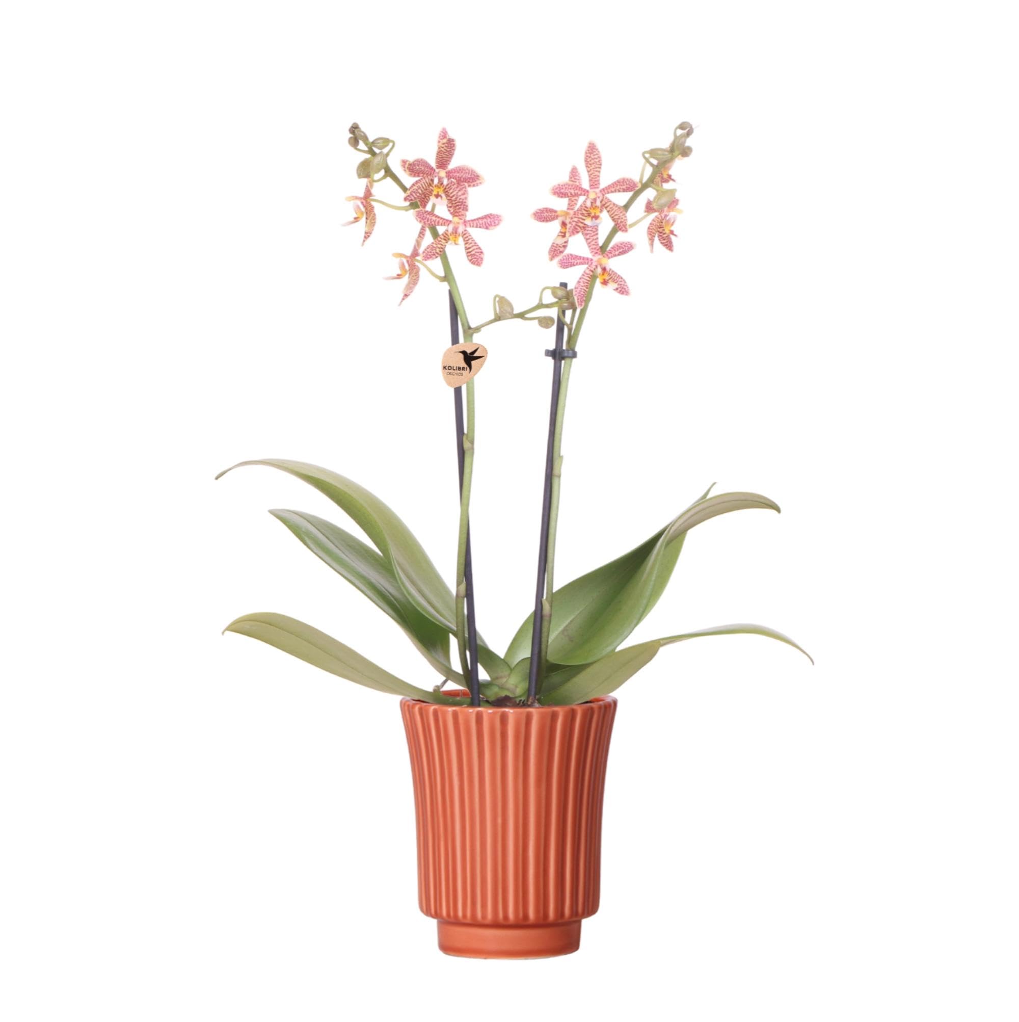 Orchidée Phalaenopsis orange Kolibri en pot terre cuite rétro 9cm