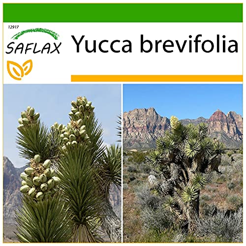 SAFLAX - Joshua Tree - 10 Seeds - with Soil - Yucca brevifolia