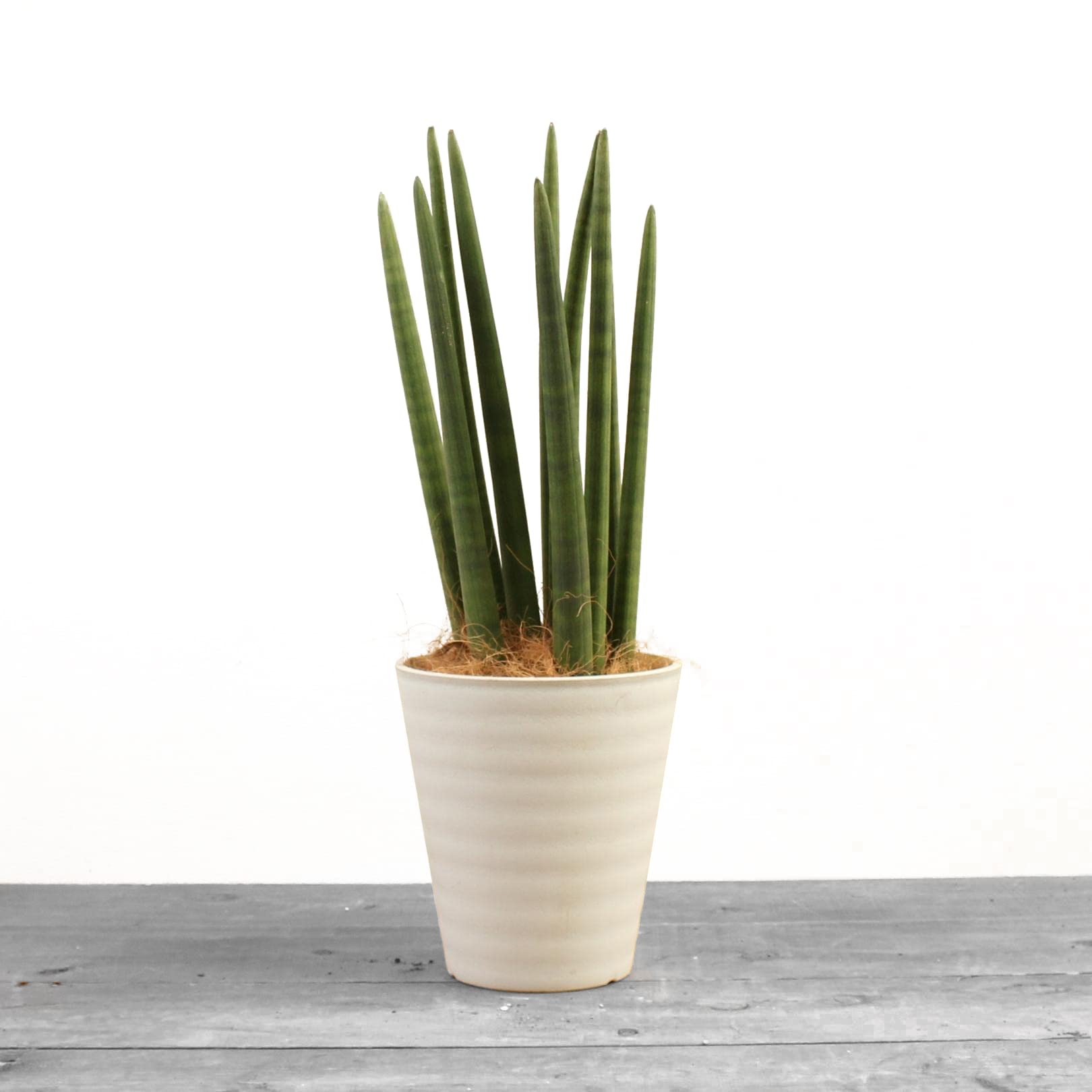 サンスベリア スタッキー サンスベリア・スタッキー