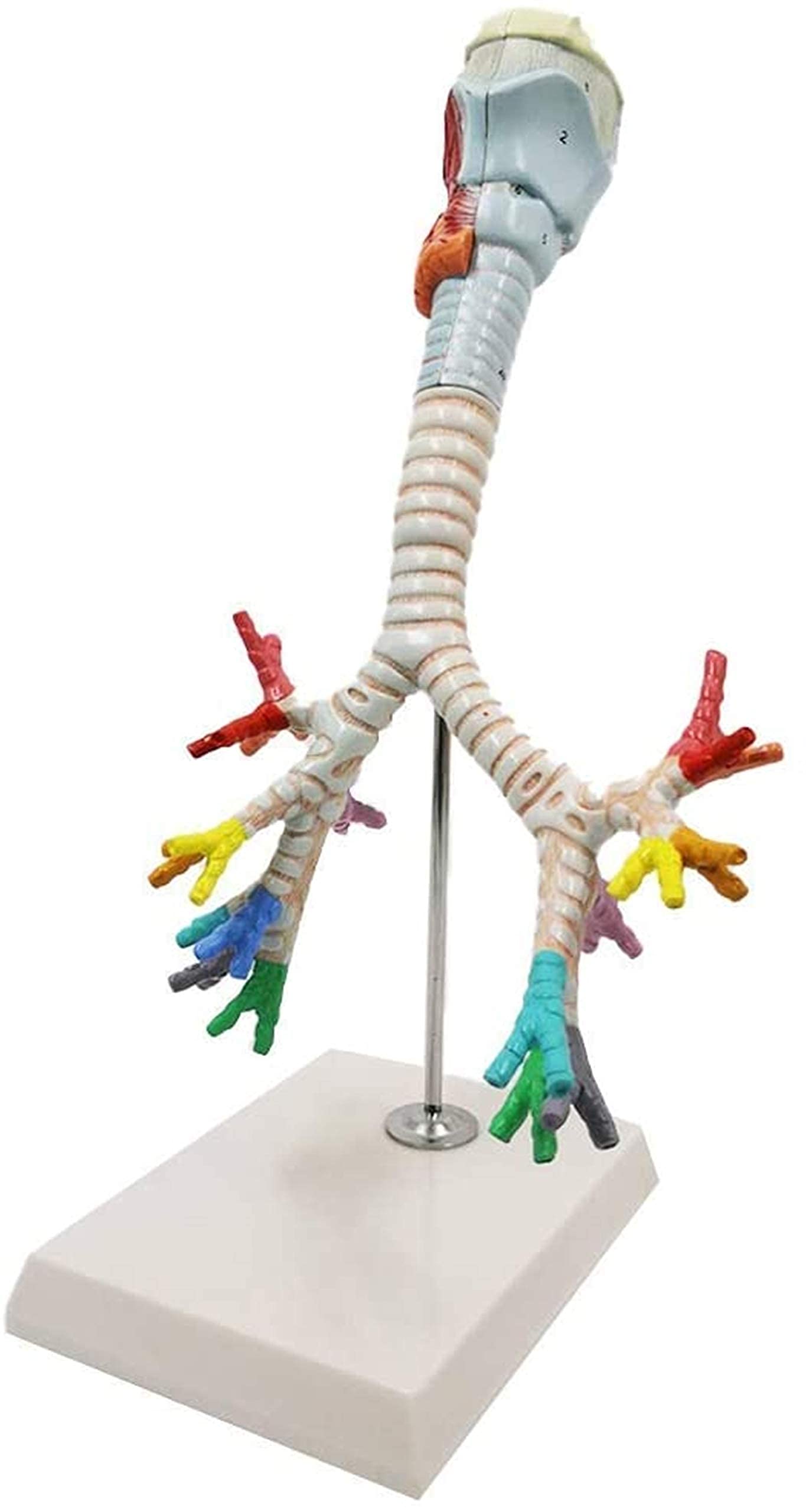 Buy aipipl Study Model Larynx Anatomical Model Human Organ Anatomy Model Bronchial Tree