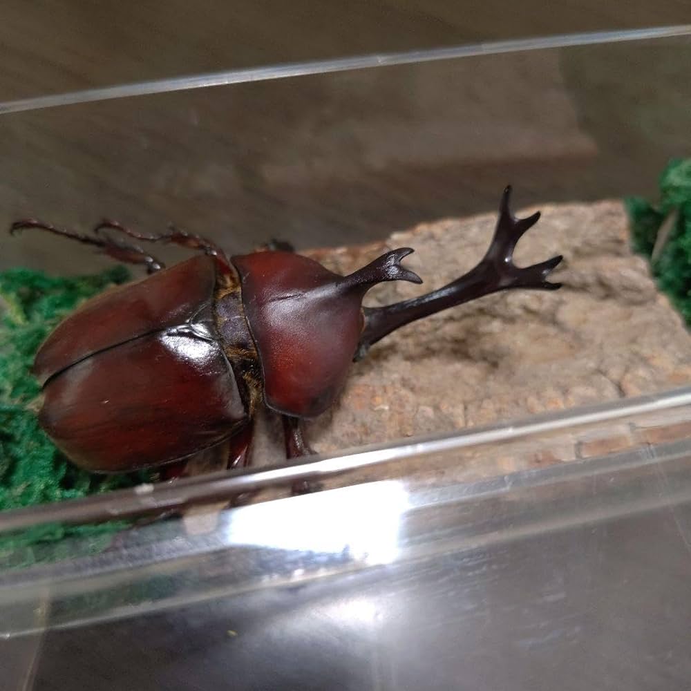 Amazon.co.jp: 特大レッド赤カブトムシ昆虫標本82mm頭角幅18mm