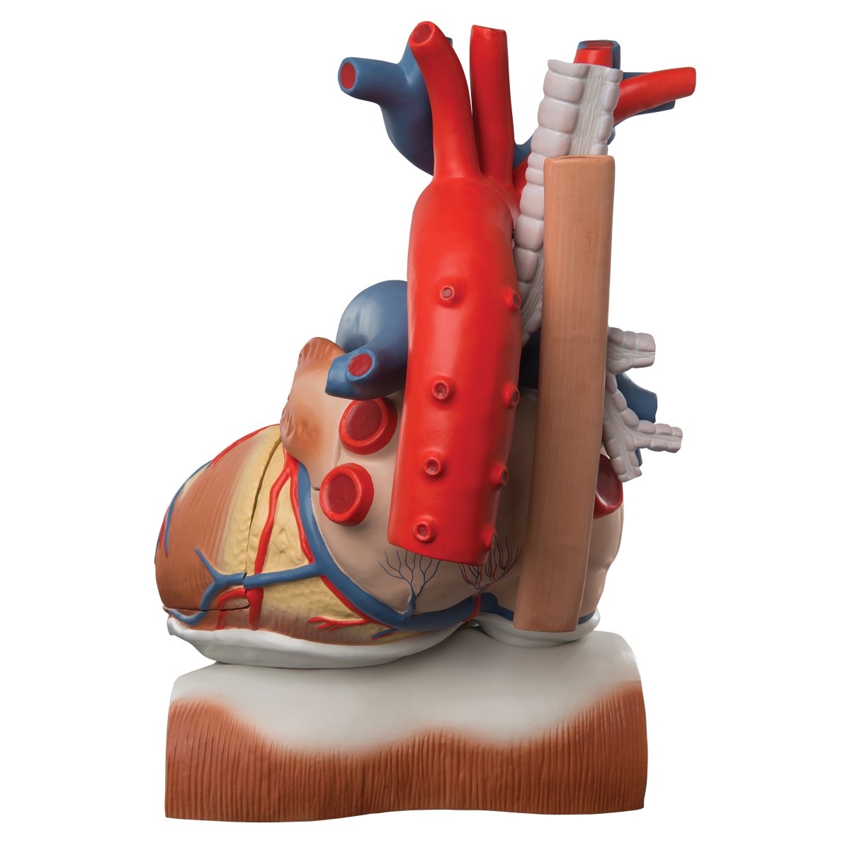 3B Scientific VD251 Modello di Anatomia Umana Cuore su Diaframma, Ingrandito 3 Volte, in 10 Parti + software gratuito di anatomia - 3B Smart Anatomy