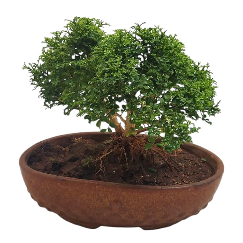 24 hours oxygen giving indoor plants,Table Kamini Bonsai Plant Live A Table Display of Home Beauty" Oxygen Live Plant For Indoor Home Dacoration With Pot-image-15