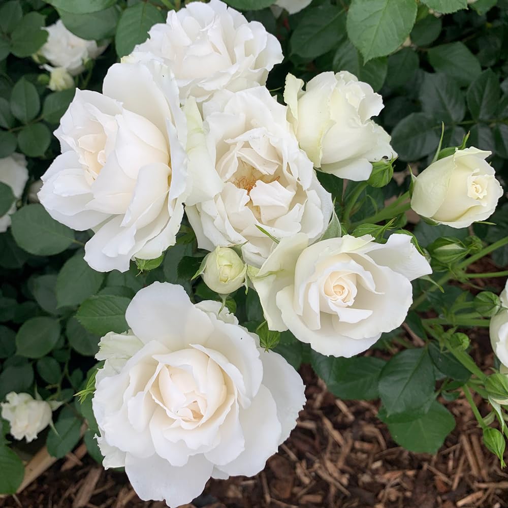 Yougarden White Harkness Roses 'Diana, Princess Of Wales' Rose, Established Plant In 4 Litre Pot, Ready To Plant