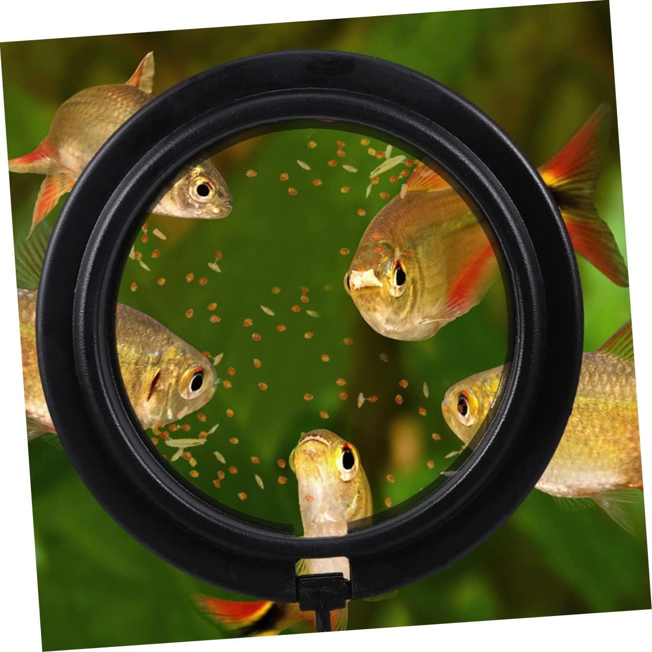 POPETPOP 15pcs Floating Fish Feeding for Aquariums Portable Fish Feeder Prevents Food Turbulence