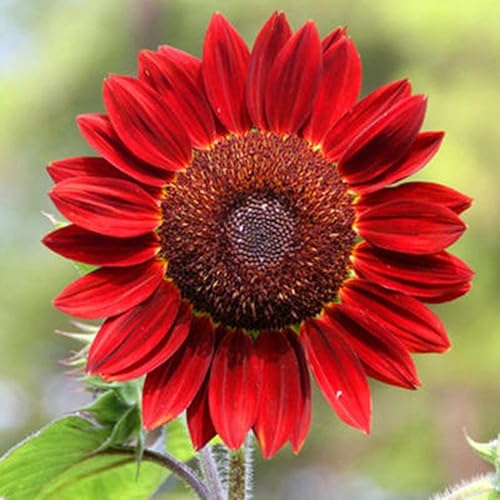 Semillas de girasoles rojos flores anuales para plantar sin OMG