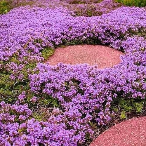 Thyme Creeping Seeds, Thymus SERPILLUM, Beautiful Garden herb Perennial Ground Cover Culinary for Home Garden Planting (300 Seeds)