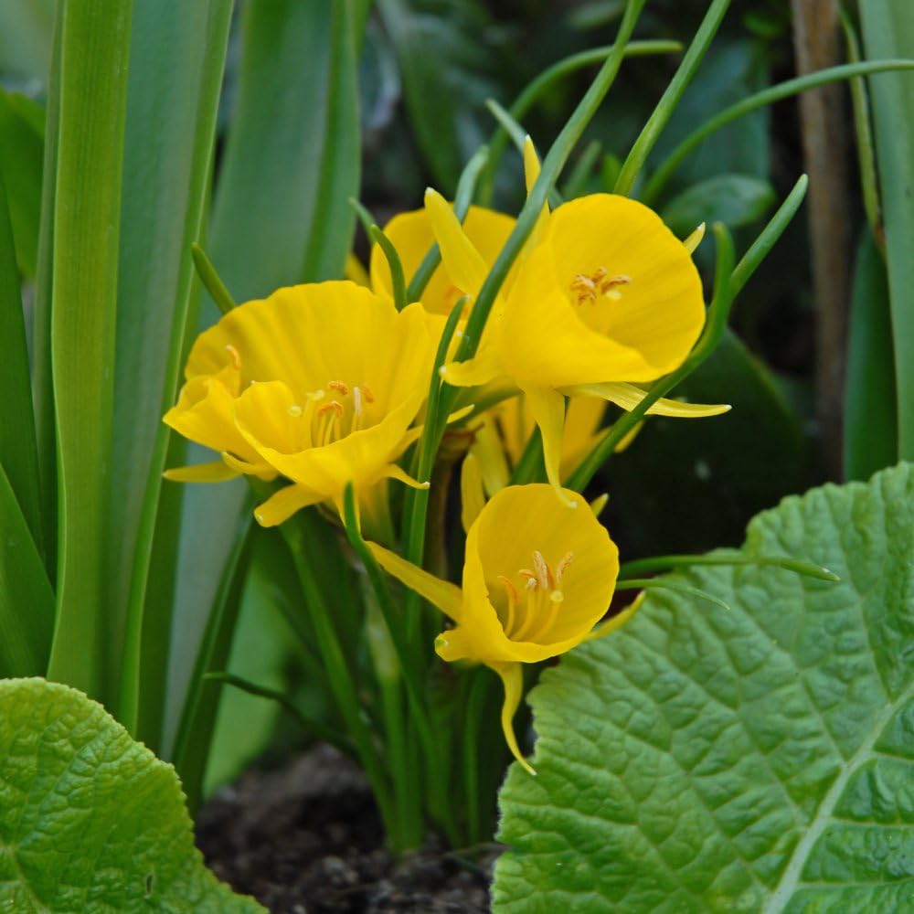 Daffodil Bulbicodum 32 Bulbs – Hoop Petticoat Daffodil Hardy Bulbs by T&M