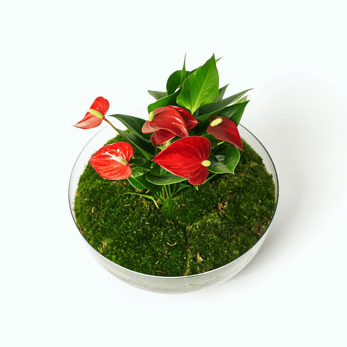 Kokedamas Lucciana Terrario Plantas Cristal - Cápsula con Anturio Rojo | Jardin Eterno en Cristal o Ecosistema Cerrado | Ideal para Decoración Hogar | Terrarios Autónomos | Medidas, 28 cm x 28 cm