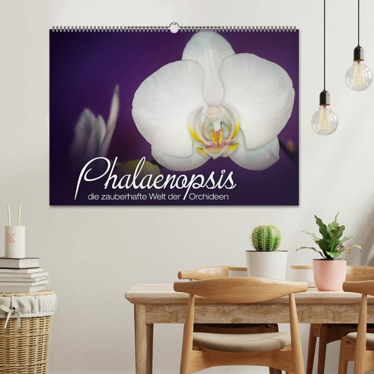 CALVENDO - Phalaenopsis - die zauberhafte Welt der Orchideen (Wandkalender 2027 DIN A2 quer), Monatskalender: Eine kleine zauberhafte Auswahl meiner Orchideen-Familie.
