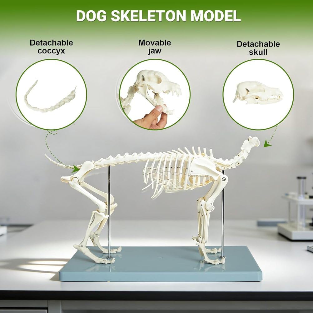 Modell eines Hundeskeletts, Hundeskelett-Anatomiemodell 12,5" X19,6 X9,4, Hundeanatomiemodell mit abnehmbarem beweglichem Kiefer anatomische Anzeige für Veterinärlehre akademisches Labor