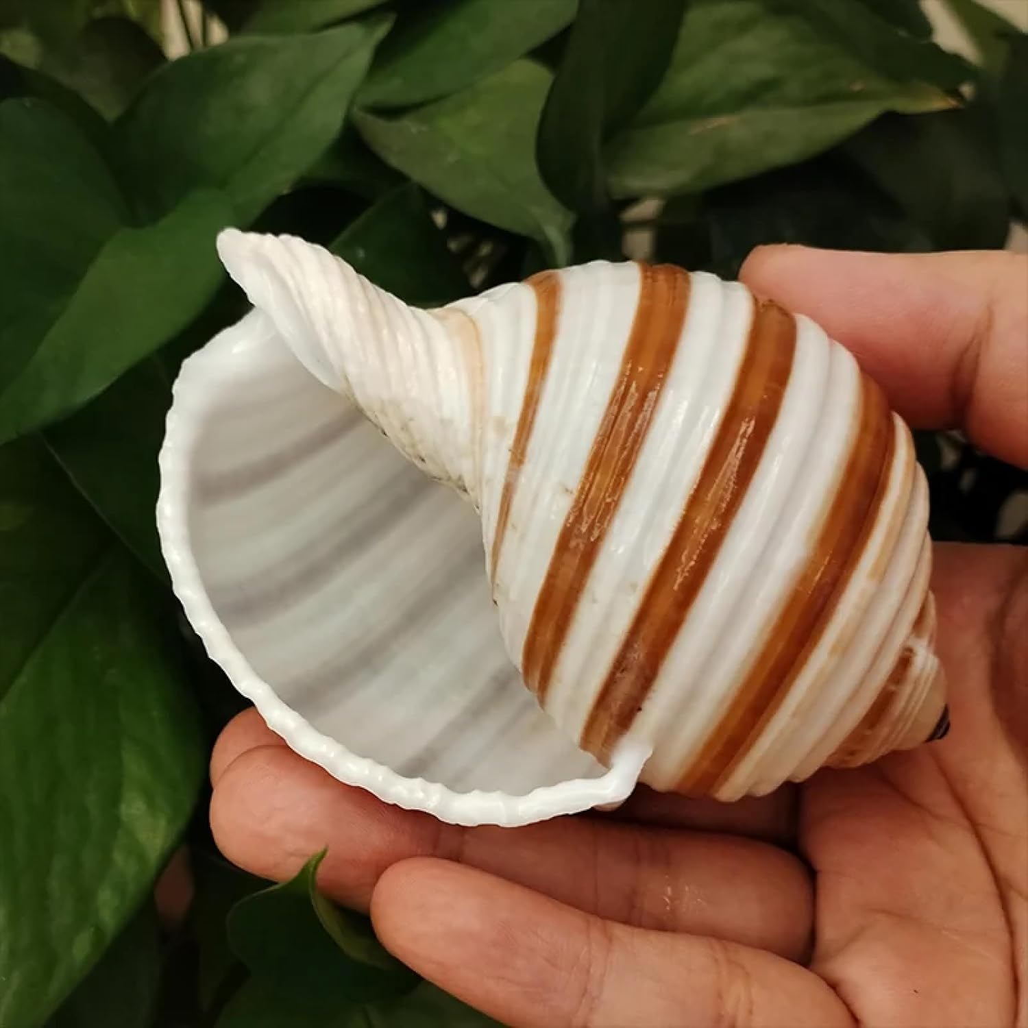 Conch Shells for Decoration,1Pcs 9-10cm Natural Striped Conch Harpa Seashell Authentic Shell Decorations Fish Tank Landscaping Nautical Home Decor