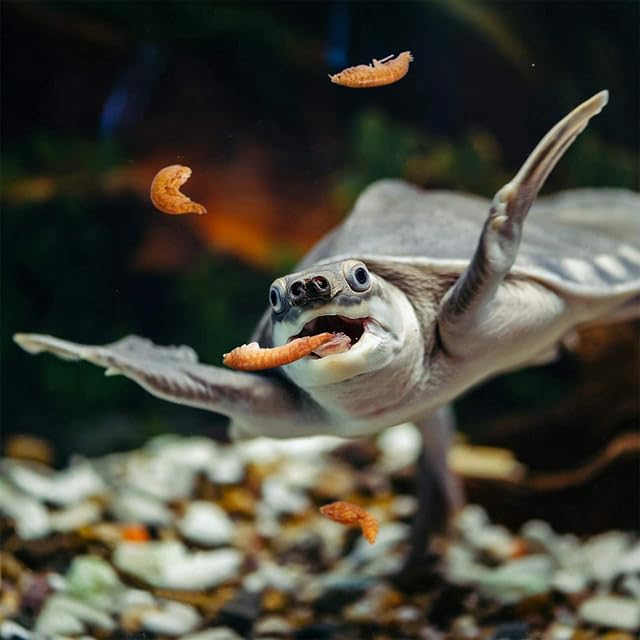 Foto 5 de 7 de Nobleza Alimento para Tortugas y Tortugas de Agua elaborado con langostinos de río Naturales 120g / 1000ml