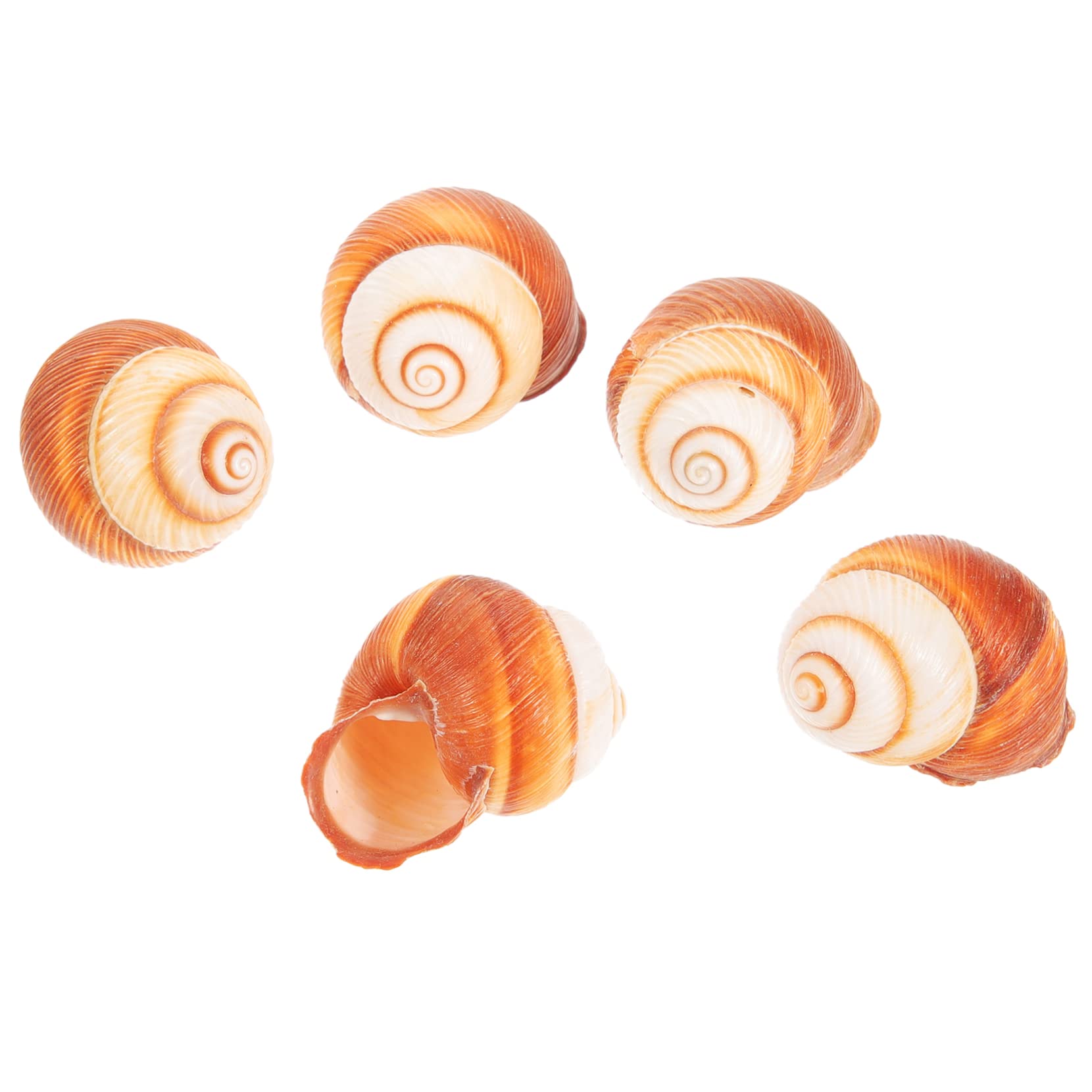 Coquilles Décoratives Cuisine s Coquilles Escargot Naturelles YARNOW - Lot De Coquille Escargot Coquilles Décoratives Cuisine s Coquilles Escargot Naturelles YARNOW - Lot De Coquille Escargot