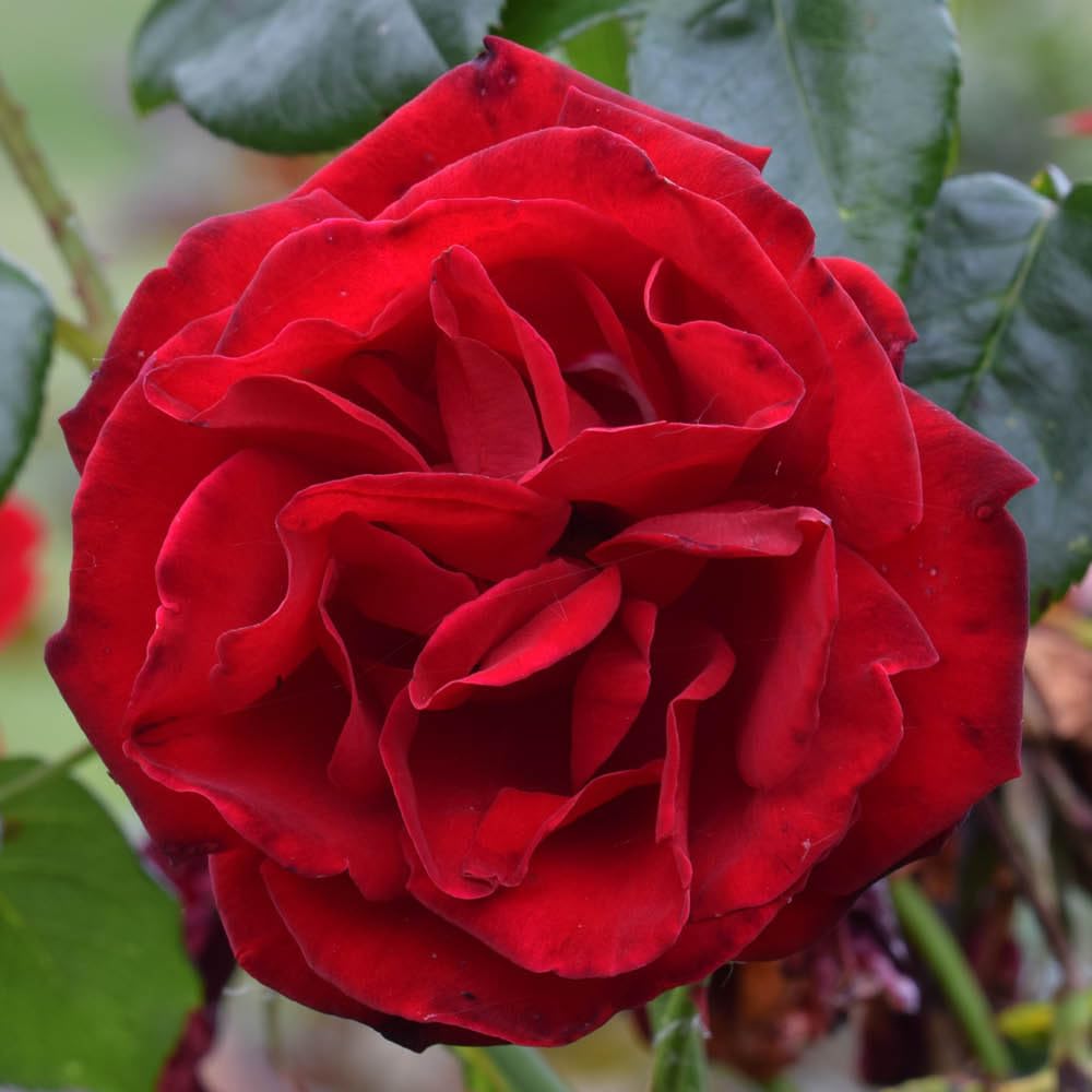 Yougarden Red Rose 'Dublin Bay' 4 Litre Potted, Gift Wrapped