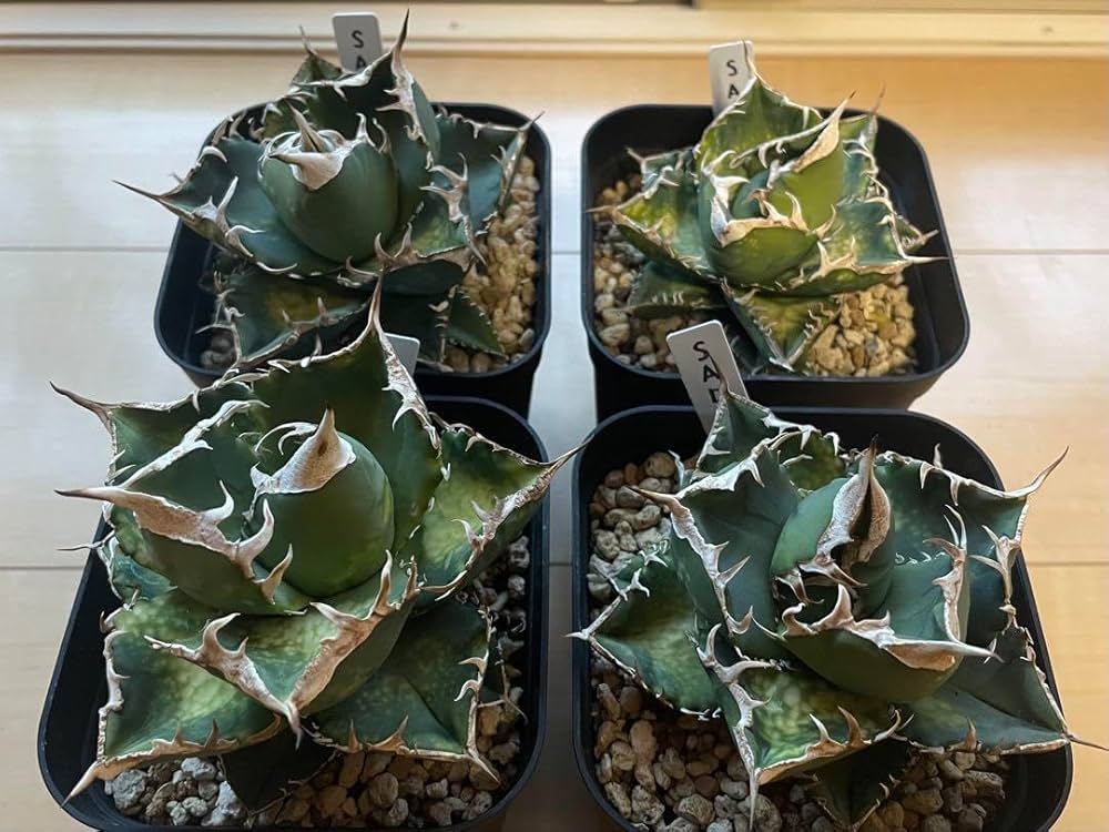 非売品レベル★アガベ チタノタ　SAD 現地　南アフリカダイヤモンド 強棘 希少 Amazon｜SAD 南アフリカダイヤモンド/アガベ チタノタ【OC株・強