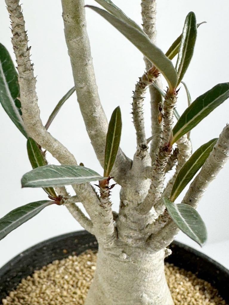 Amazon.co.jp: アデニウム ソマレンセ Adenium somalense