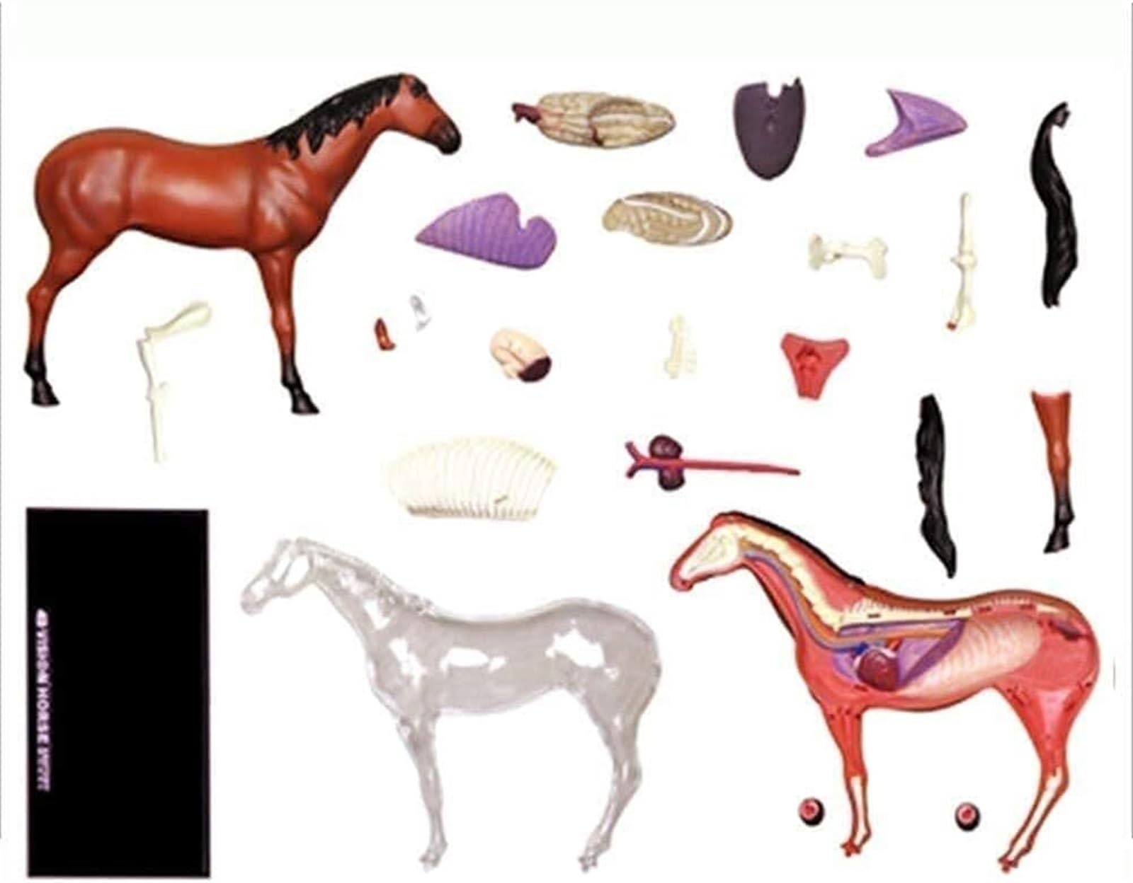 Modelo animal Modelo de anatomía del caballo 4D Órganos desmontables visuales y educación parcial Modelo de enseñanza de anatomía de órganos biológicos del caballo