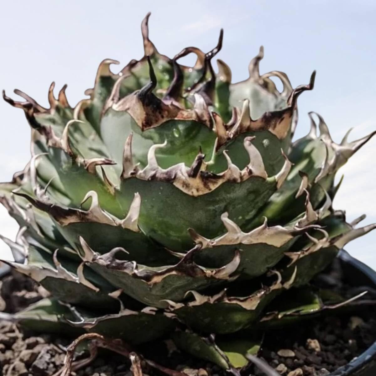 288アガベ チタノタ オテロイ ハデス 黒帝斯 恐竜牙歯 精選子株5株同梱