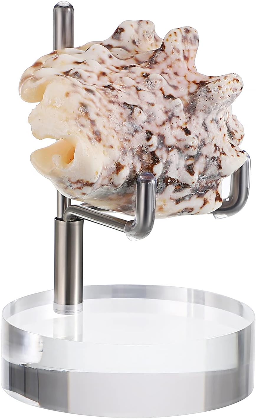 Crystal Quartz Metal Stand Ammonite Fossil Conch Specimen Healing - Foto 14