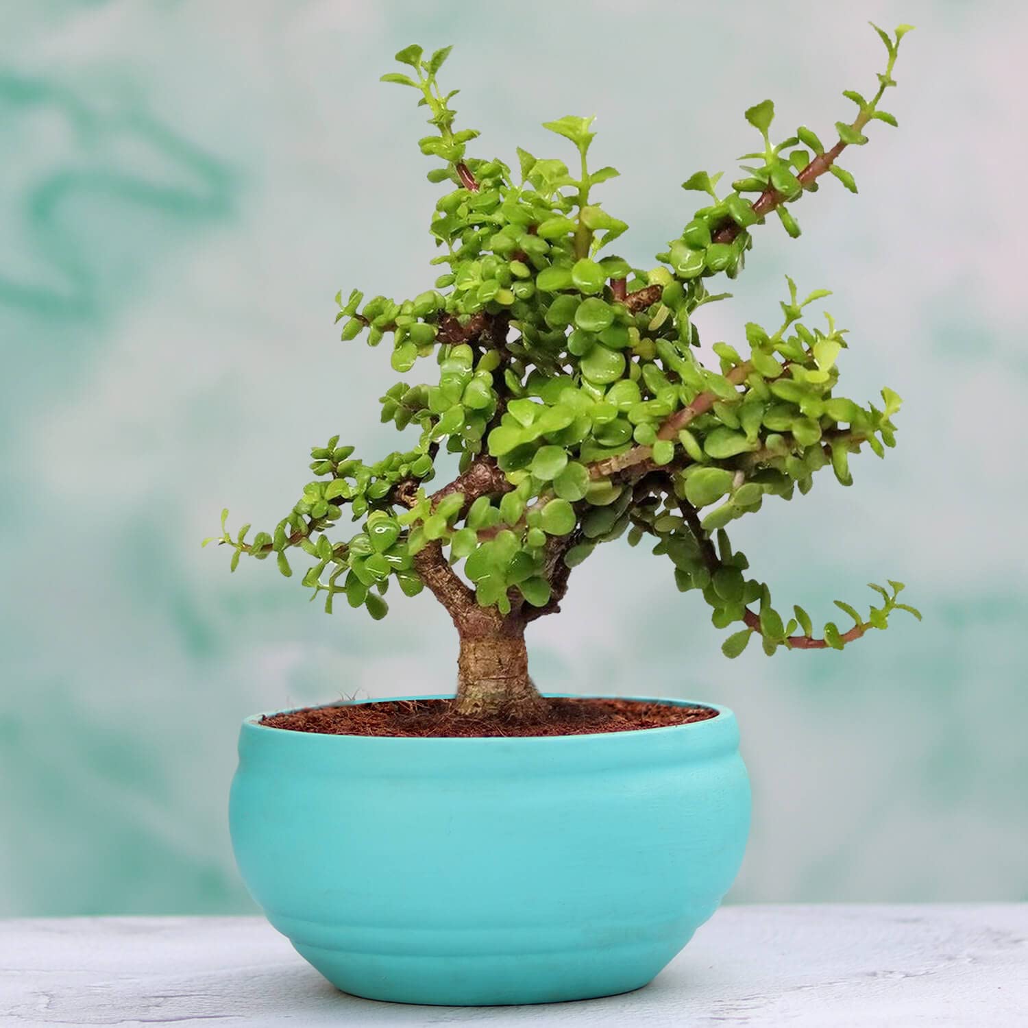 See full amazon price history chart for Lasaki Good Luck Live Indoor Jade Plant In Bowl Aqua Ceramic Pot For Home Decor(Size: Small) Lasaki Good Luck Live Indoor Jade Plant In Bowl Aqua Ceramic Pot For Home Decor(Size: Small) (B09WJ32LXG) Amazon Price History, Amazon Price Tracker