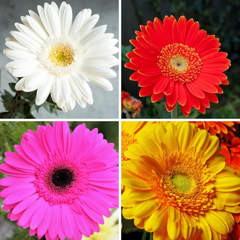 See full amazon price history chart for Gerbera flower seeds hybrid mixed || Seeds for hybrid gerbera mixed flower || 30 seeds Gerbera flower seeds hybrid mixed || Seeds for hybrid gerbera mixed flower || 30 seeds (B0CX726LYS) Amazon Price History, Amazon Price Tracker