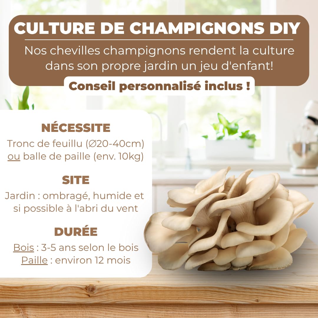 Hawlik Pilzbrut - Cheville Pleurotes en huître pour cultiver soi-même - 20 cheville avec mycélium de champignon