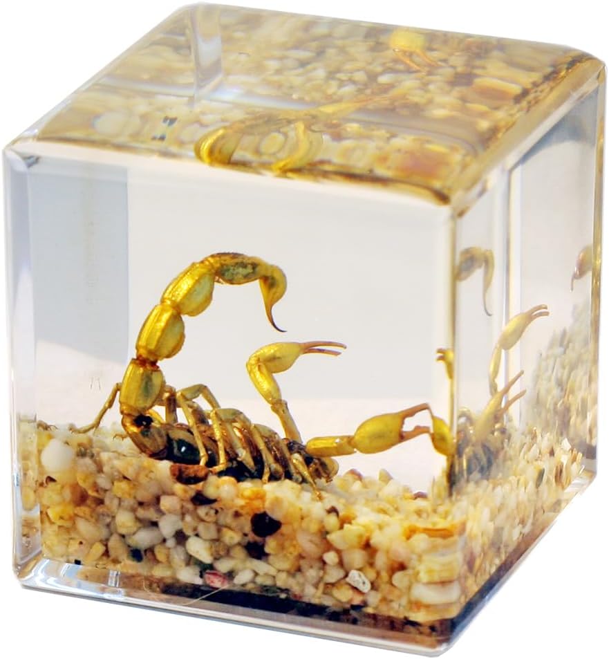 Real Golden Scorpion Cube Desk Decoration