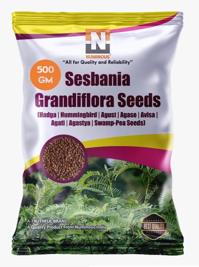 Numinous Sesbania Grandiflora/Hummingbird/Hadga/Agust/Agase/Avisa/Agati/Agastya/Swamp- Pea Tree Seeds - 500 GMS