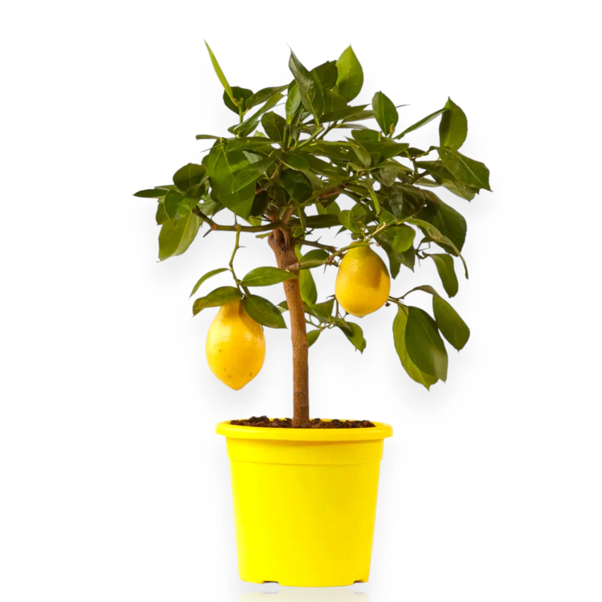 Limone 4 Stagioni Citrus limon 'Lunario' - Pianta di Agrume da Frutto in Vaso, Verde, 65/70 cm